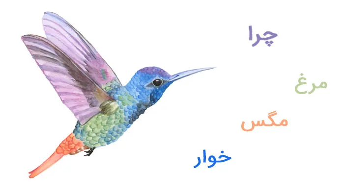 چرا مرغ مگس خوار چرا مرغ مگس خوار